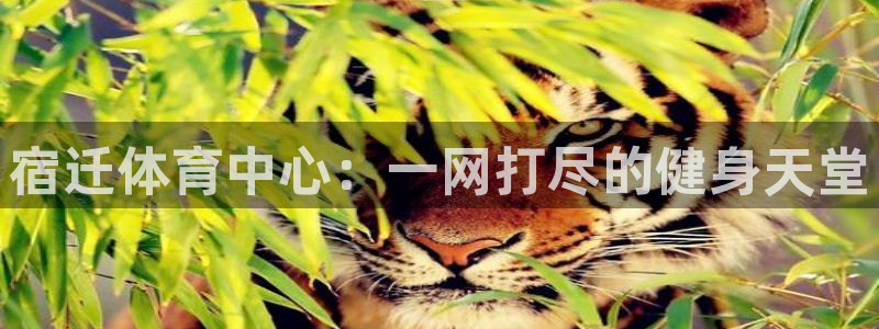 vsport体育在线官网